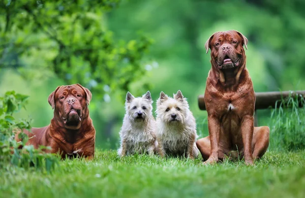 Quatro cães — Fotografia de Stock