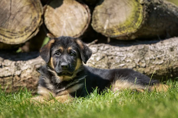 Cane pastore tedesco di fronte alla catasta di legna — Foto Stock