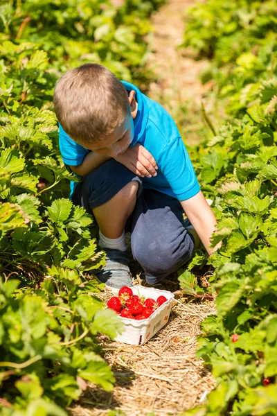 少年狩りイチゴ — ストック写真
