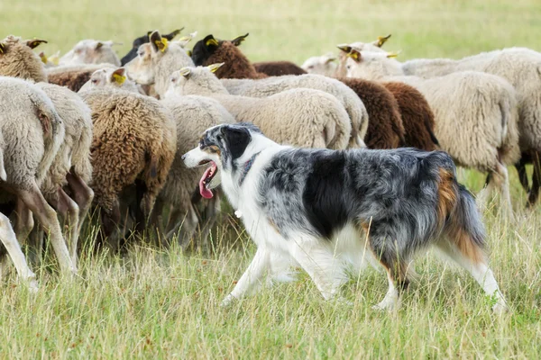Пограничная колли-собака пасущая стадо овец Стоковое Фото