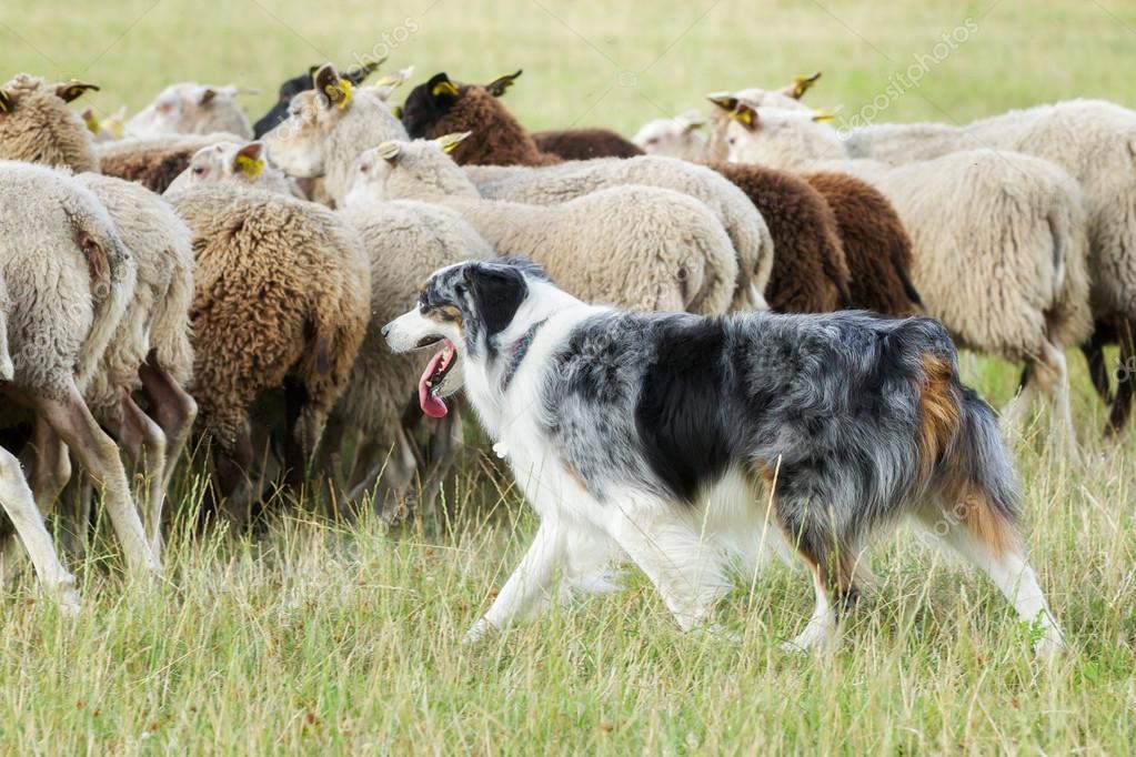 Border collie dog herding a flock of sheep — Stock Photo © Bigandt