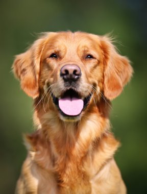 Golden retriever köpeği