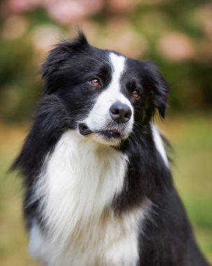 siyah kenar kömür ocağı üst vücut