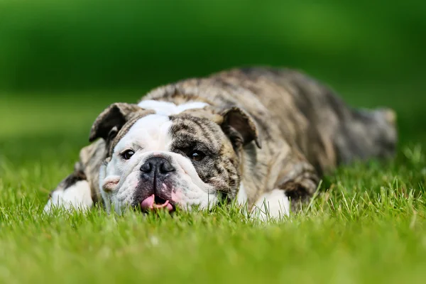 Bulldog di razza pura — Foto Stock