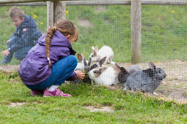 Kids feeding rabbits — Stock Photo, Image