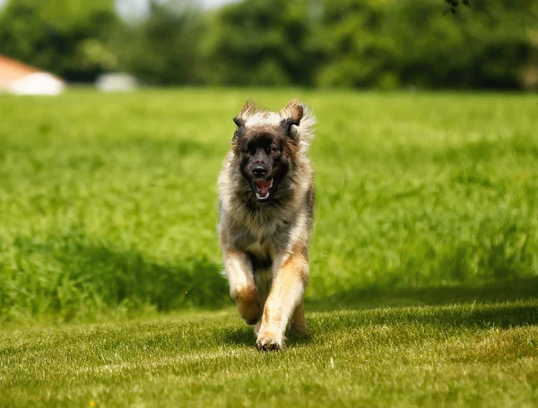 Leonberger hond — Stockfoto