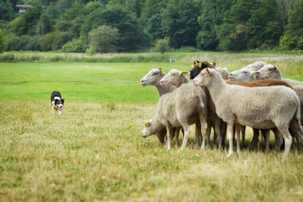 Chien élevant des moutons — Photo