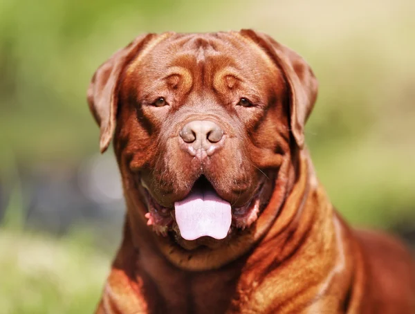 Gezicht van bordeaux mastiff hond — Stockfoto