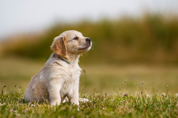 White golden retriever puppy Stock Photo