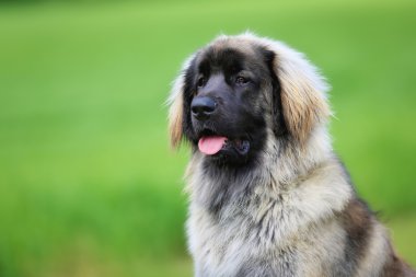 safkan leonberger köpek