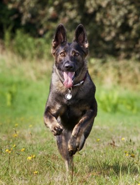 Alman çoban köpeği.