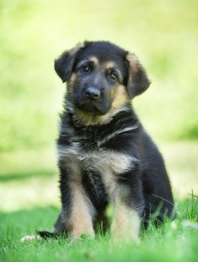 Alman çoban köpek eğik kafa ile