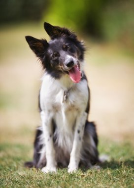 siyah-beyaz sınır colllie köpek