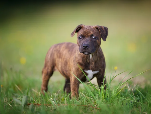 Staffordshire bull terrier yavrusu — Stok fotoğraf