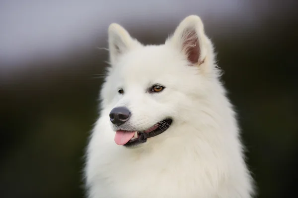 Pedigree samoyed cão — Fotografia de Stock