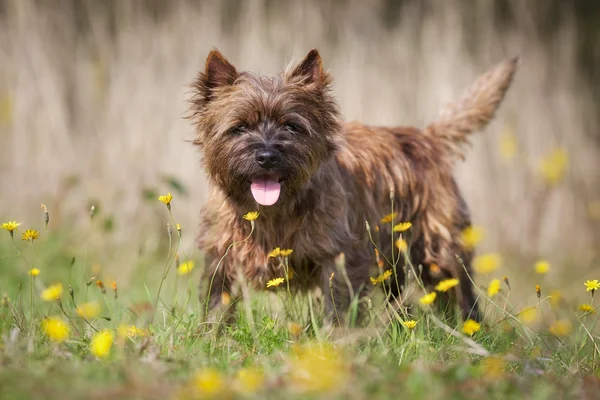 Barna cairn terrier kutya — Stock Fotó