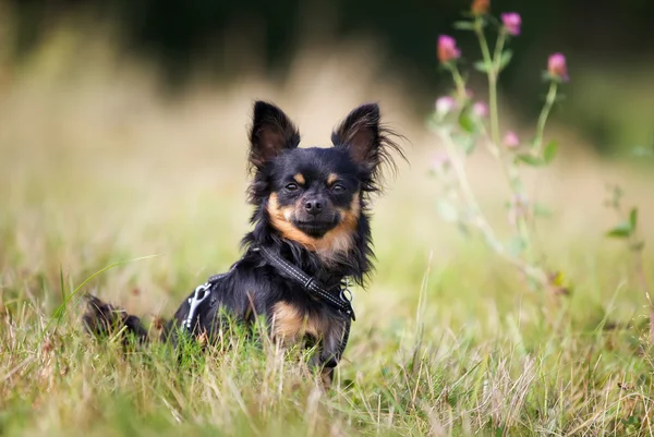 Pedigree chihuahua kutya — Stock Fotó