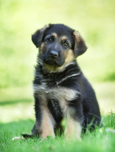 German shepherd puppy with tilted head — Stock Photo, Image