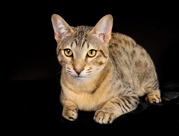 Purebred kedi — Stok fotoğraf