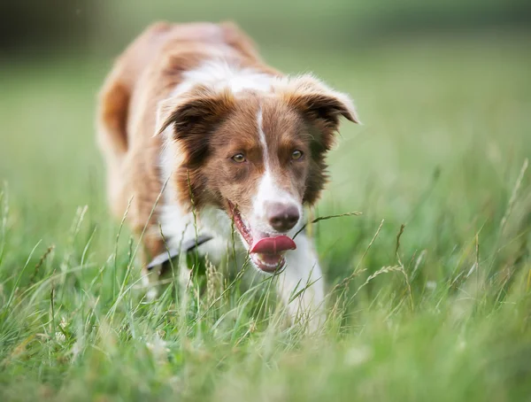Brown border collie dog — Stock Photo, Image