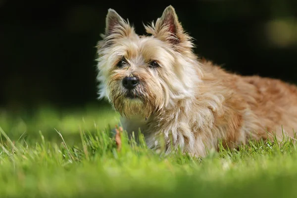 Alb terrier câine — Fotografie, imagine de stoc