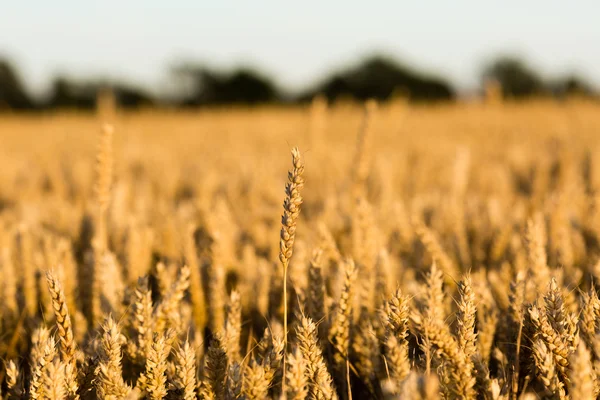 Grain field — Stock Photo, Image