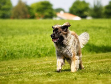 Leonberger köpek