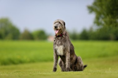 İrlandalı wolfhound köpek