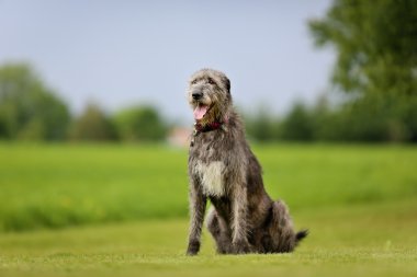 Irish Wolfhound dog clipart