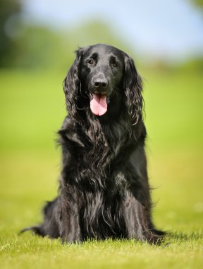 safkan düz - kaplamalı retriever köpek