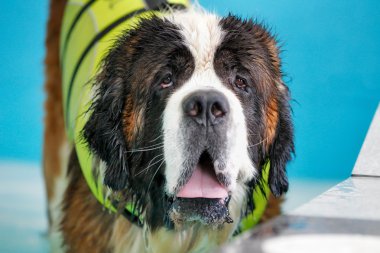 yüzmek alarak st bernard köpeği