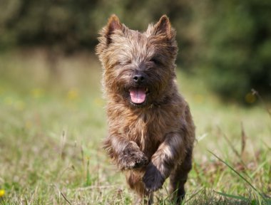 kahverengi cairn terrier köpek