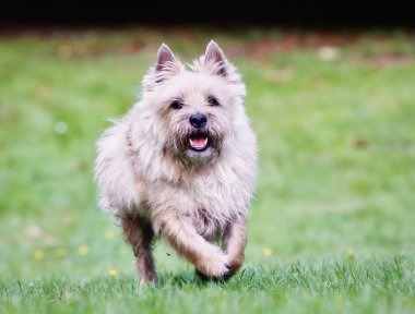 küçük beyaz bir köpek