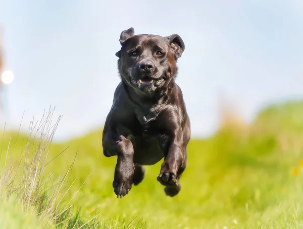 Černý labrador retrívr — Stock fotografie