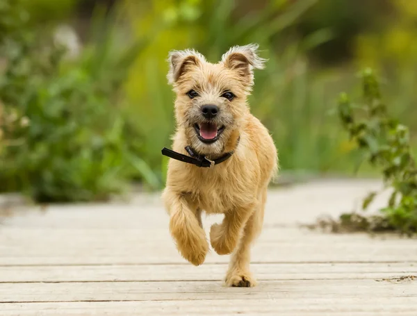 Cairn terrier cachorro — Fotografia de Stock