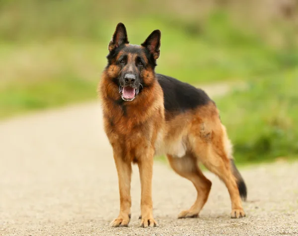 成人的德国牧羊犬 — 图库照片