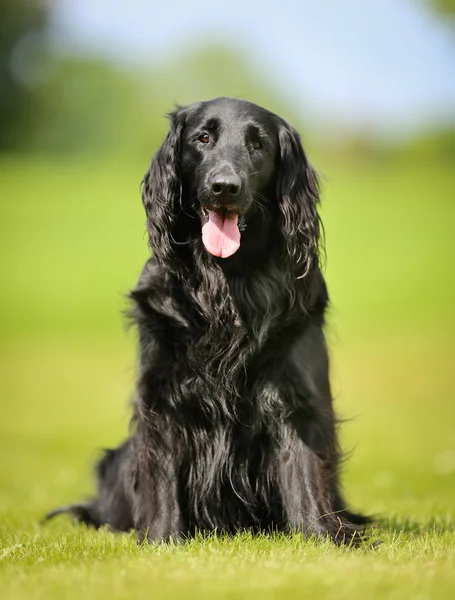 Purebred flat-coated retriever dog — Stock Photo, Image