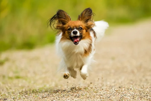 Correndo cão papillon — Fotografia de Stock