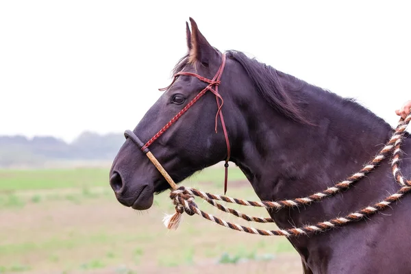 Face of Brown Horse — Stock Photo, Image