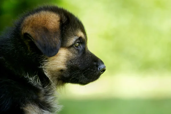 Close-up van Duitse herder pup — Stockfoto