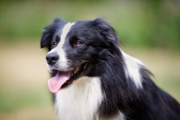 脸上的黑色边境牧羊犬 — 图库照片