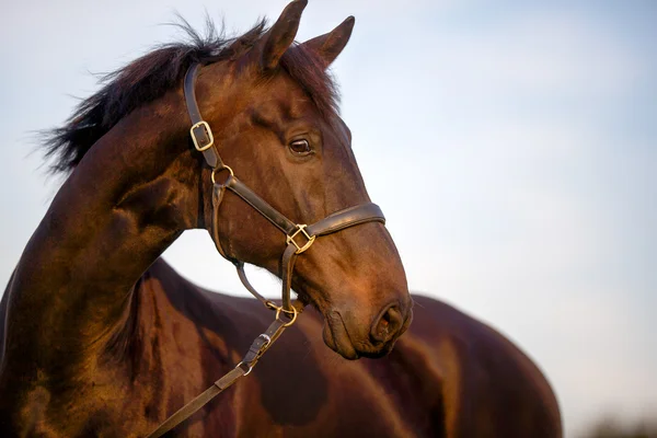 Brown horse — Stock Photo, Image