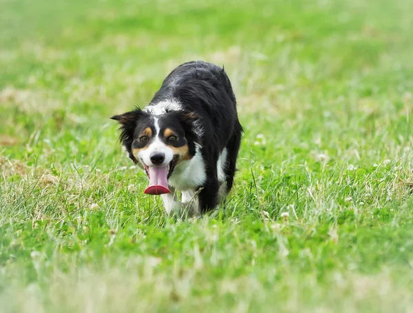 Border collie dog walking towards camera — Stock Photo, Image