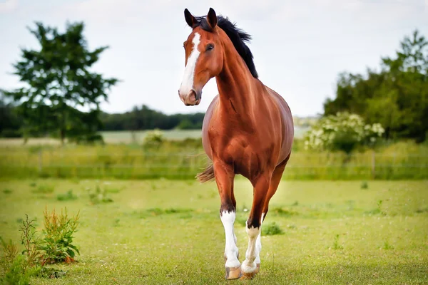 Hnědá ušlechtilého koně — Stock fotografie