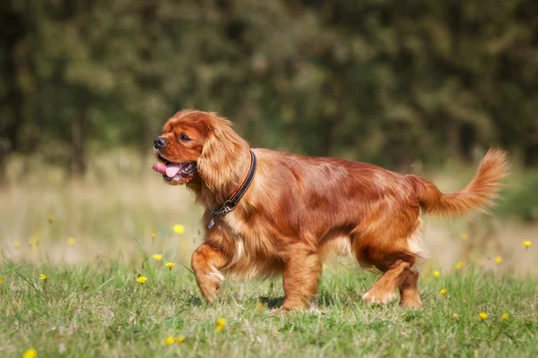 Pedigree Cavalier Re Charles Spaniel Dog — Foto Stock