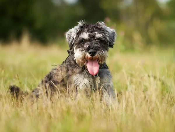 Pedigree terrier dog — Stock Photo, Image