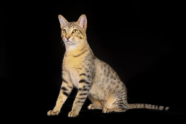 Purebred kedi — Stok fotoğraf