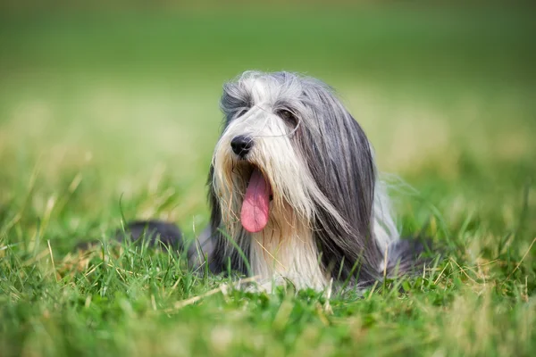 Bearded border collie — Stock Photo, Image