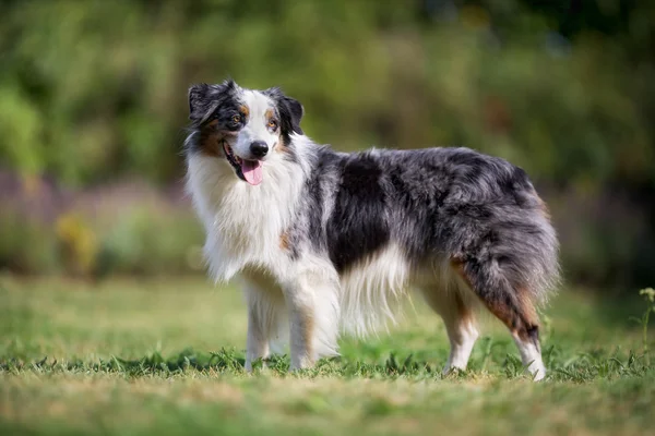 Old perbatasan collie anjing — Stok Foto