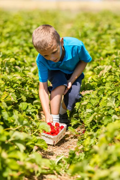 Junge pflückt Erdbeeren — Stockfoto